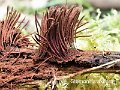 Stemonitis axifera-amf1778-1